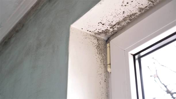 Best HVAC Mold Remediation in Glade Spring, VA