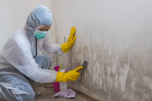 Best Insurance-Related Mold Remediation in Glade Spring, VA