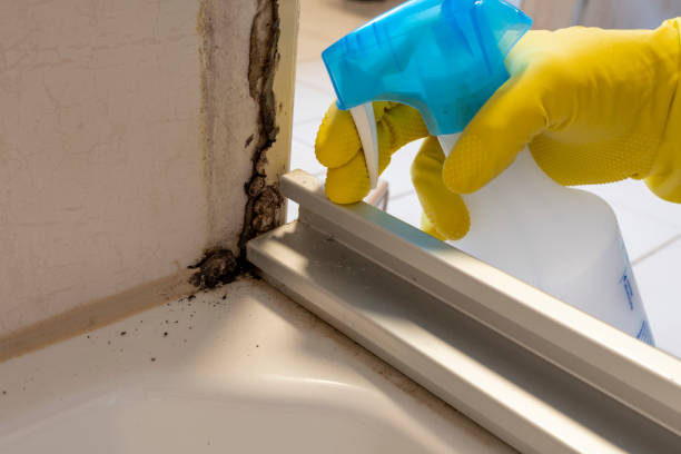 Best Emergency Mold Remediation in Glade Spring, VA