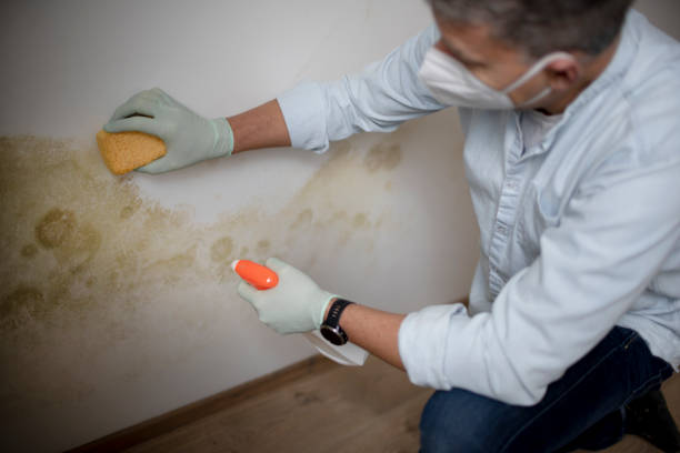 Best White Mold Remediation in Glade Spring, VA