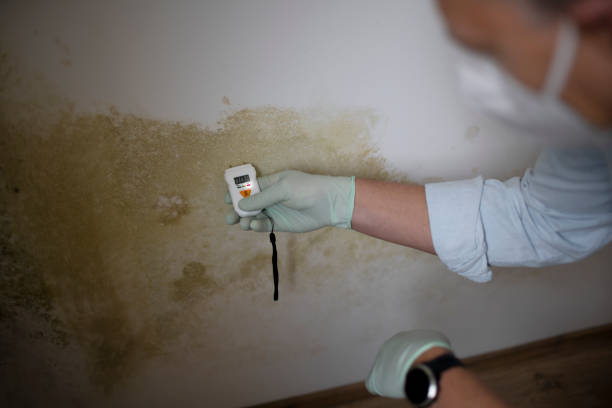 Best Industrial Mold Remediation in Glade Spring, VA