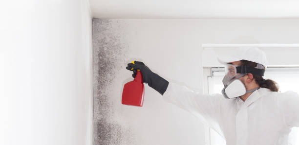 Best Basement Mold Remediation in Glade Spring, VA