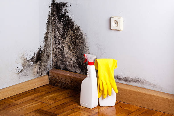 Best Attic Mold Remediation in Glade Spring, VA